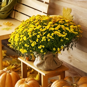 Chrysanthemum_Yellow