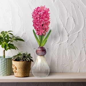 Hyacinth_Fragrant_Pink_Bulb_with_Forcing_Vase
